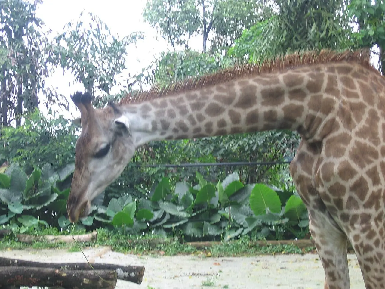 A giraffe at Singapore Zoo
