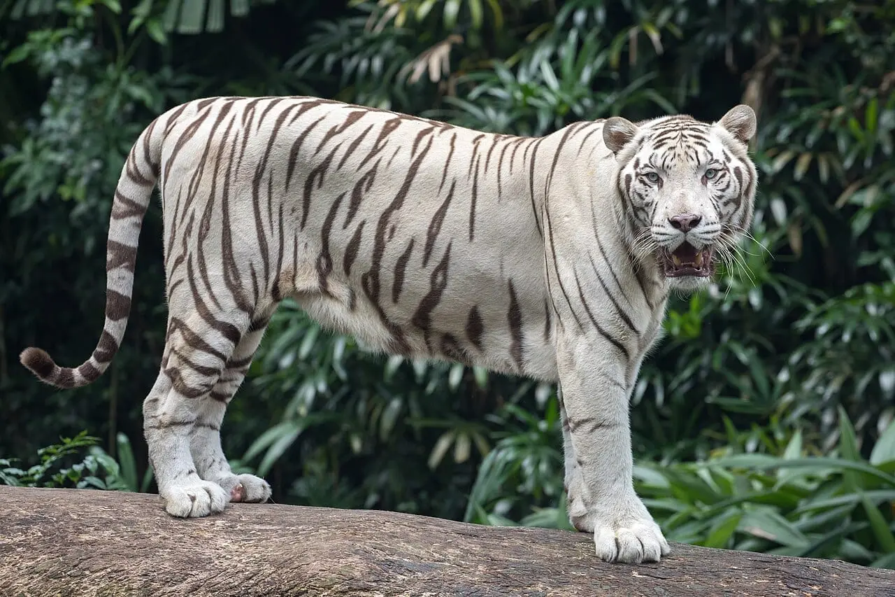 A white tiger at Singapore Zoo