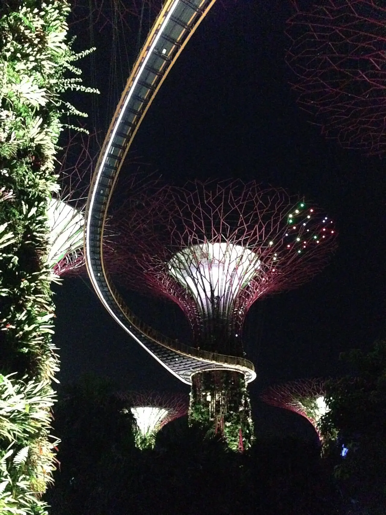The Supertree Grove glowing at night