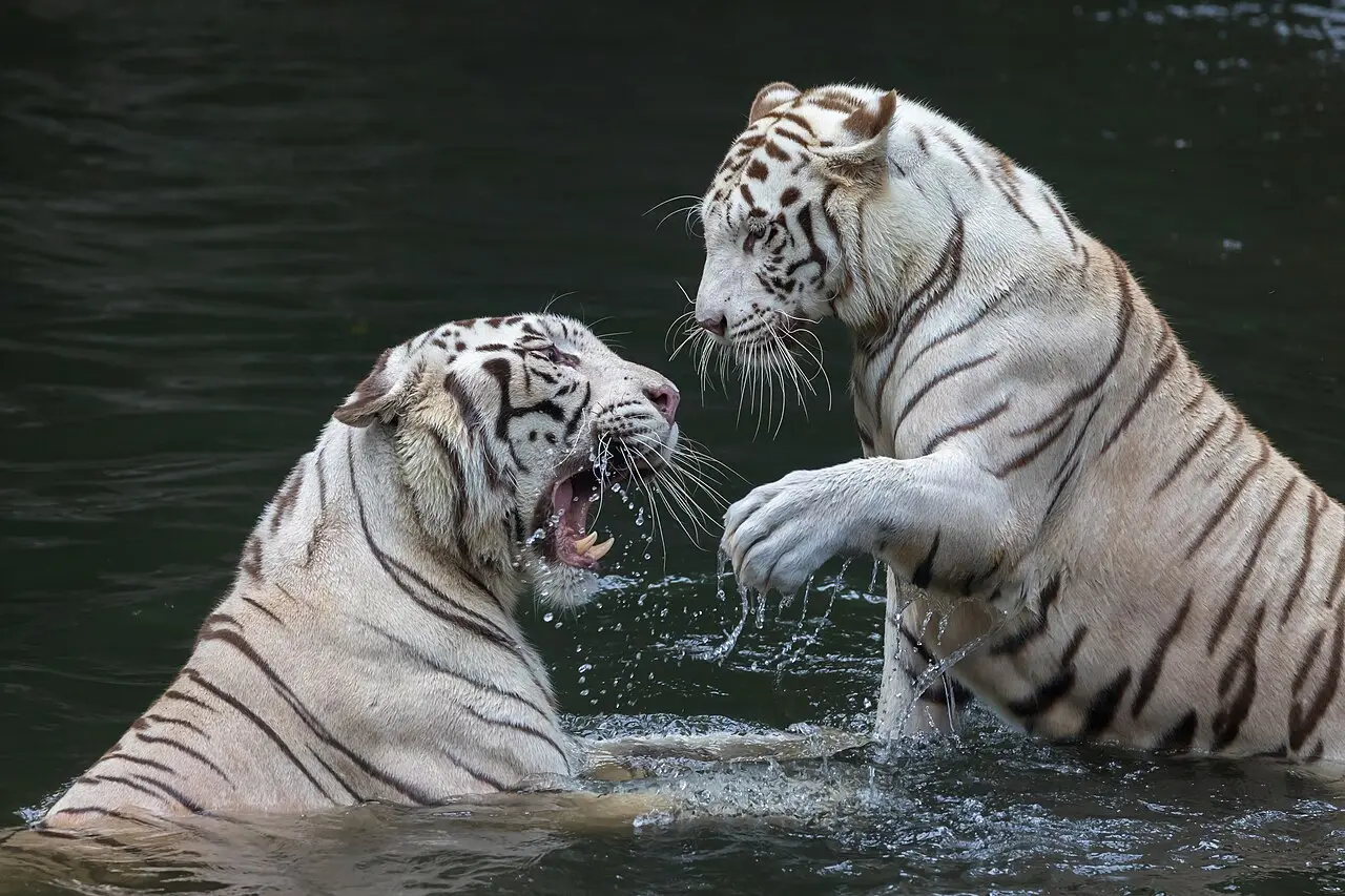 Two white tigers playing in the water at Singapore Zoo