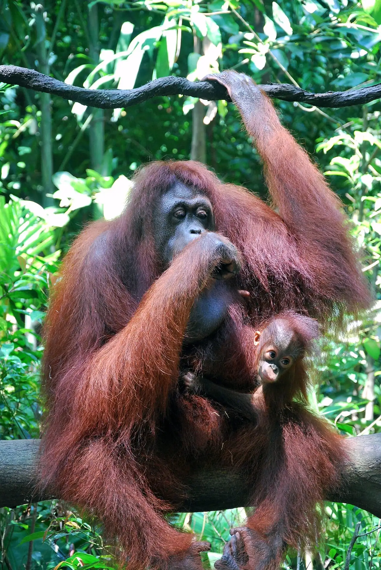 An orangutan in the trees at Singapore Zoo