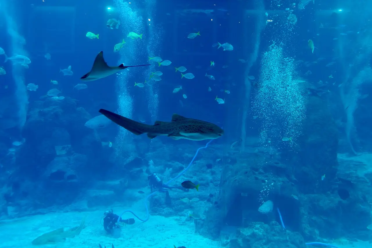 A manta ray and fish swimming in the huge main tank