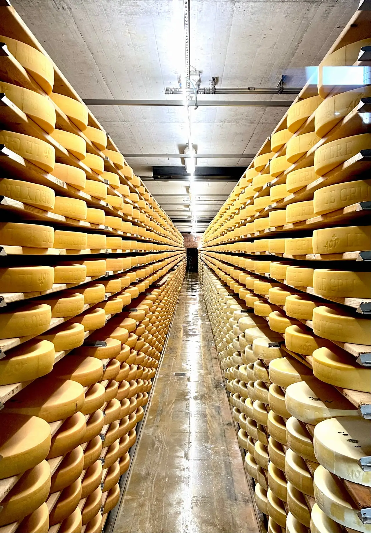 Wheels of Gruyère cheese ageing in a cellar