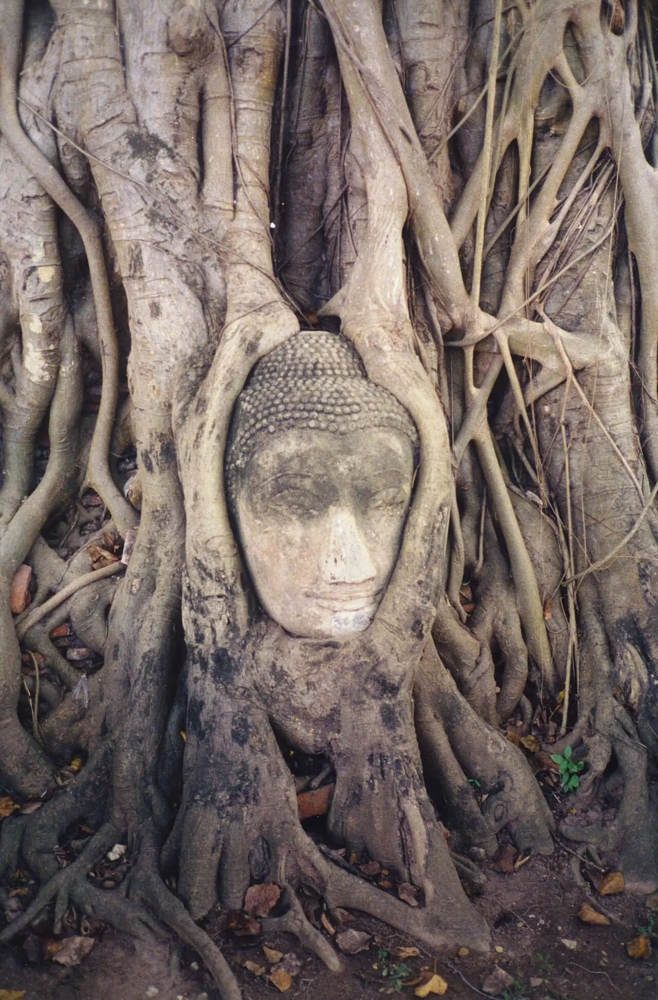 The Buddha head entwined in tree roots at Wat Mahathat, Ayutthaya