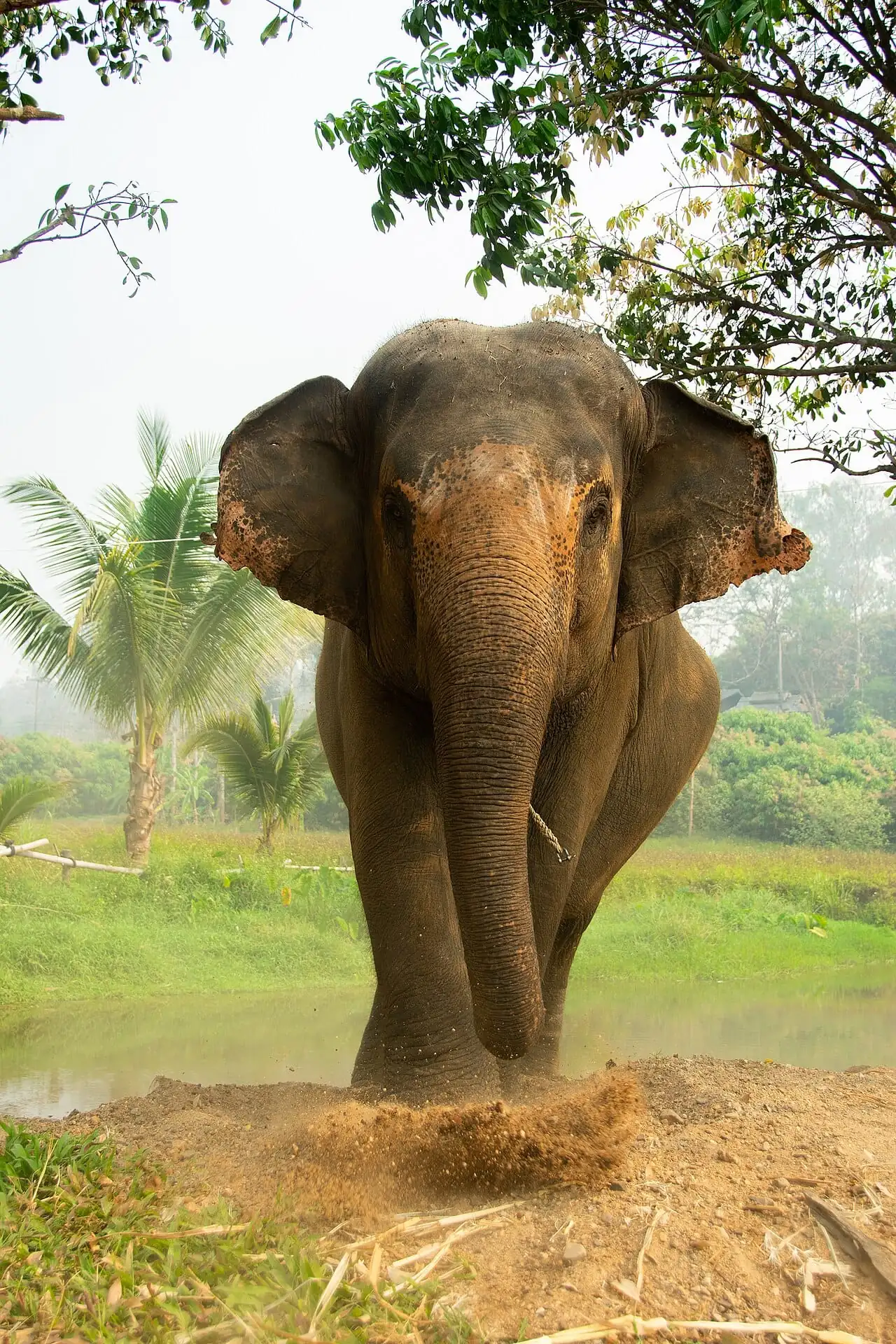 An Asian elephant walking through green grass in Thailand