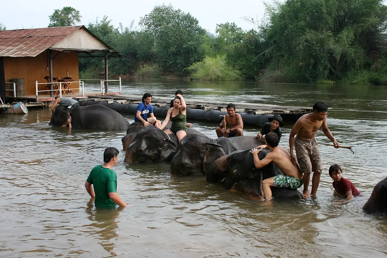 Visitors bathing elephants in a river in Thailand