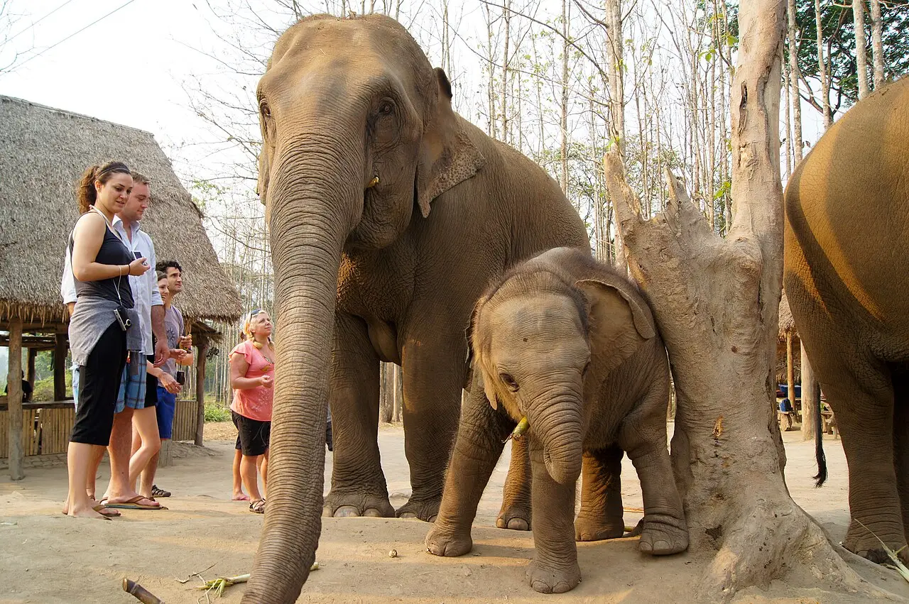A mother elephant and calf at a Thai elephant sanctuary