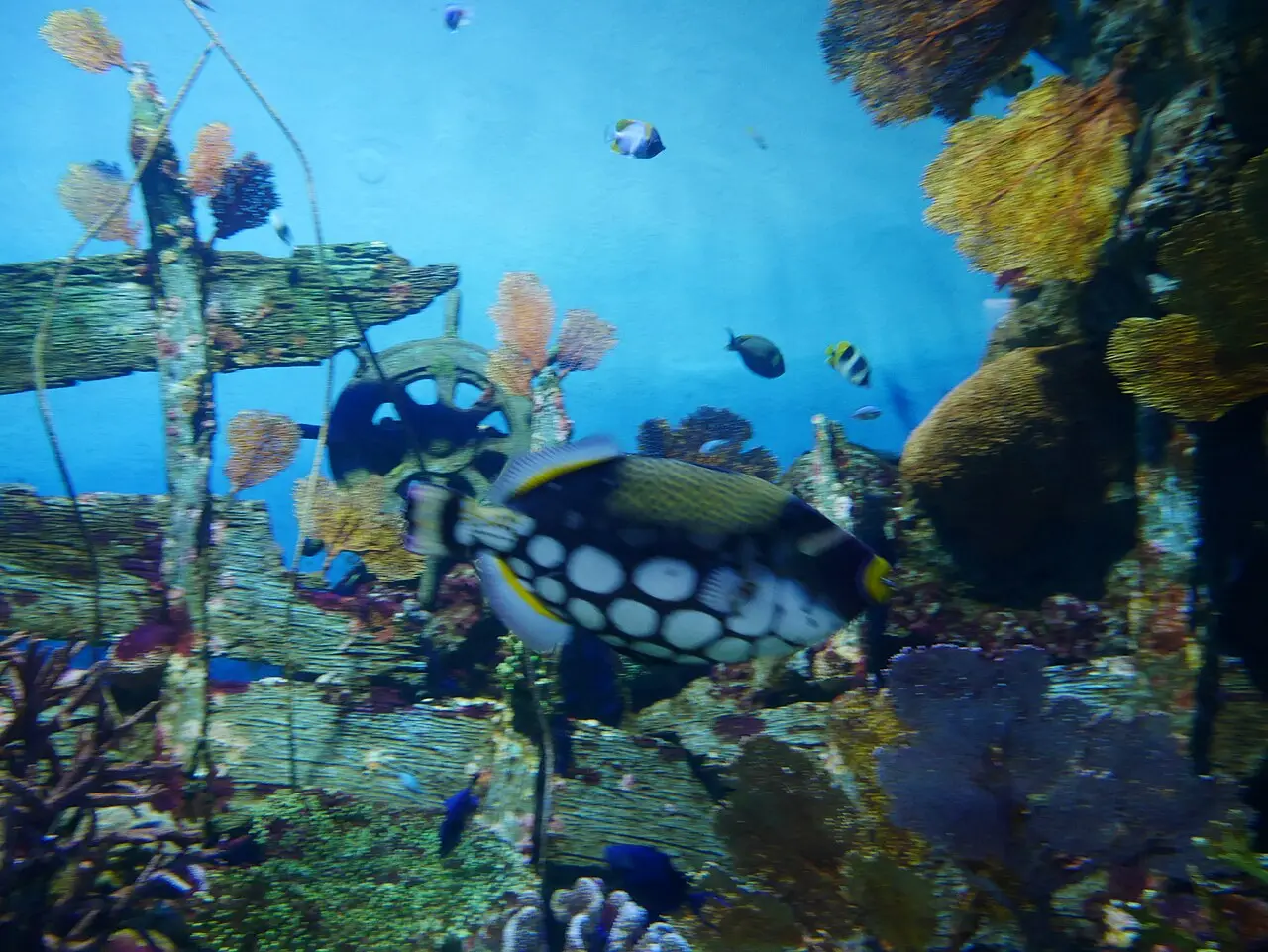 Fish and coral in a large tank at SEA LIFE Bangkok Ocean World