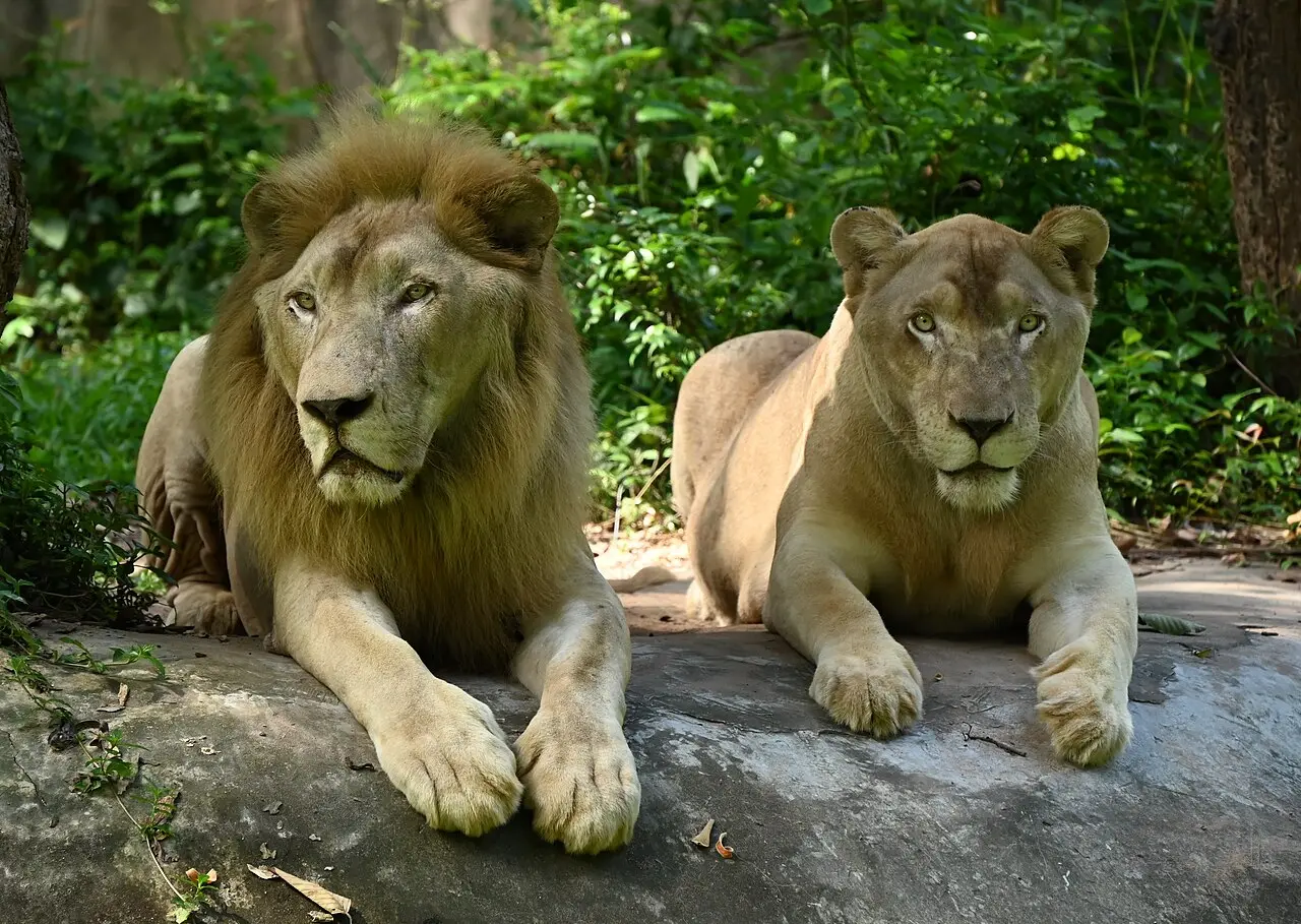 A white lion resting on a rock