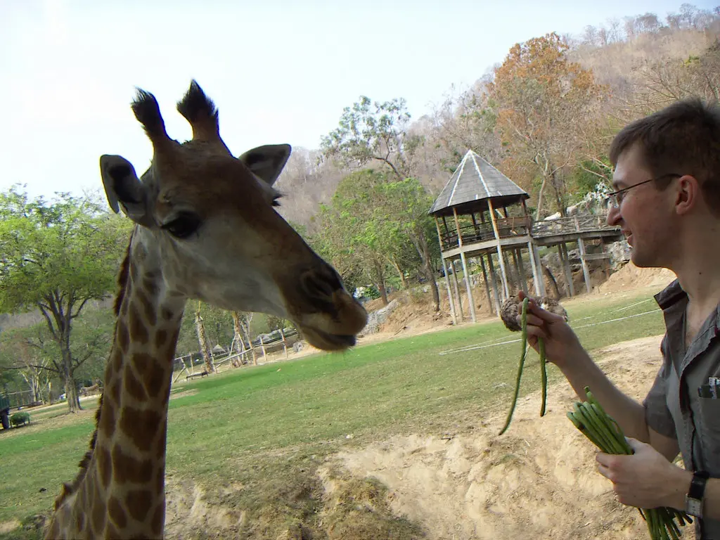 Visitors feeding a giraffe from a raised platform