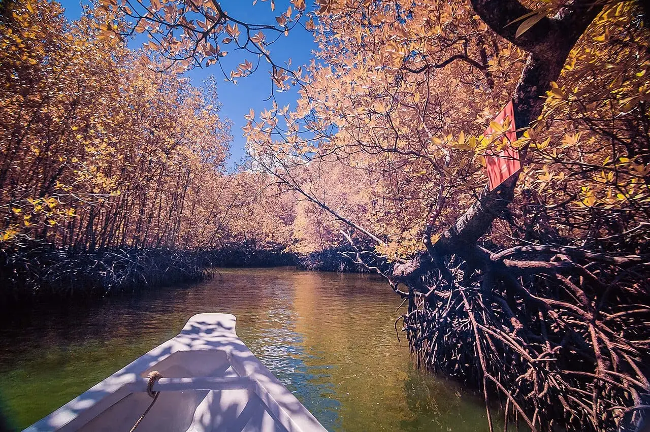 A boat gliding through the Langkawi mangrove forest