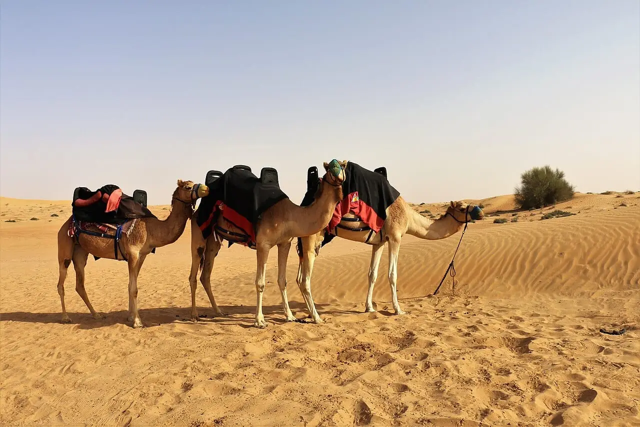 Camels waiting in the desert