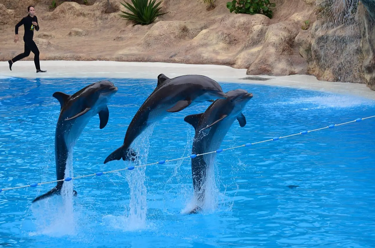 Dolphins leaping together