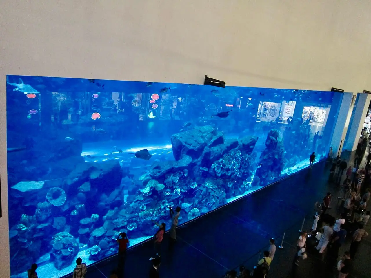 The giant tank of the Dubai Aquarium in the Dubai Mall