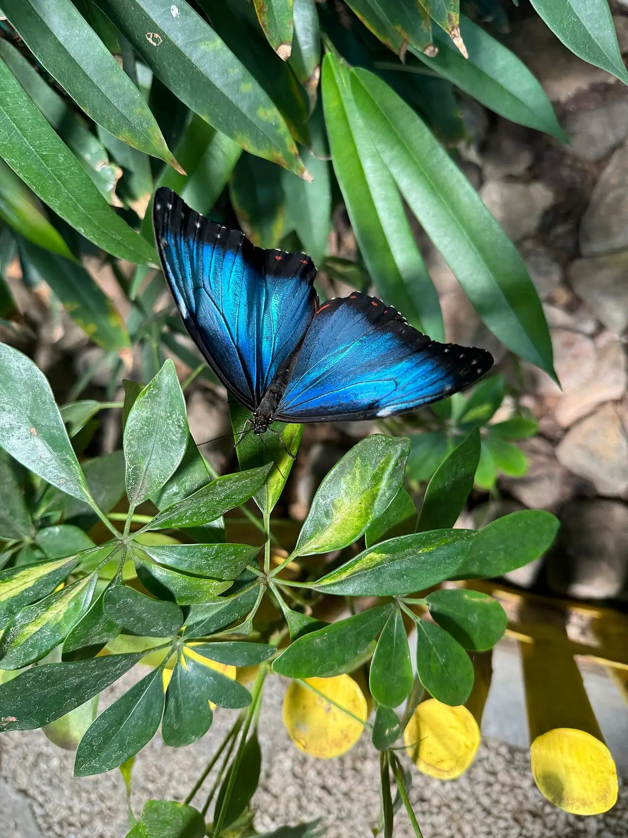 A blue morpho butterfly