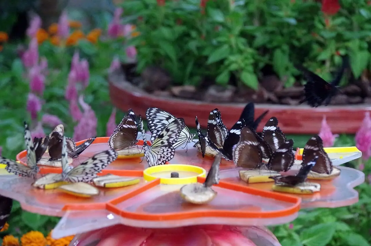 Butterflies feeding at the garden