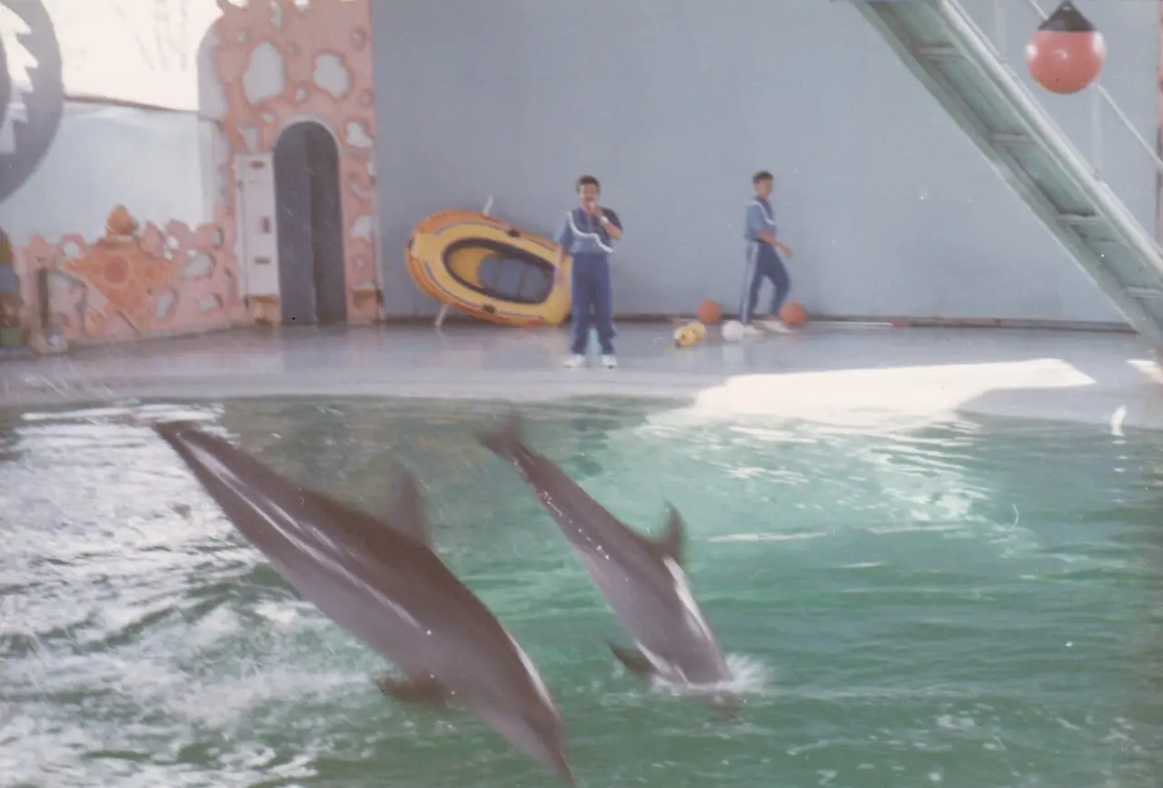 Dolphins and trainers during the show