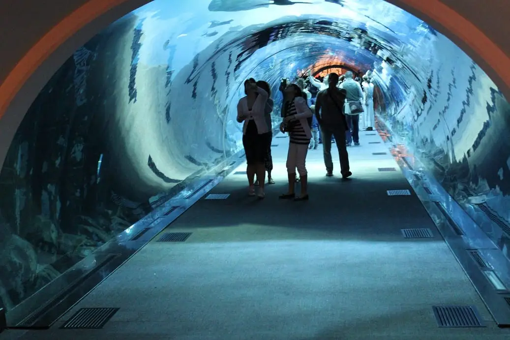 The aquarium's walk-through tunnel