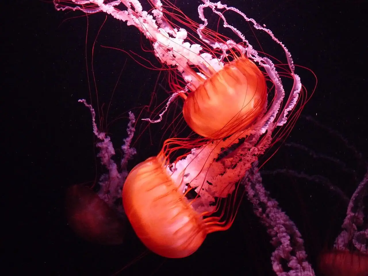 Jellyfish at the Lost Chambers