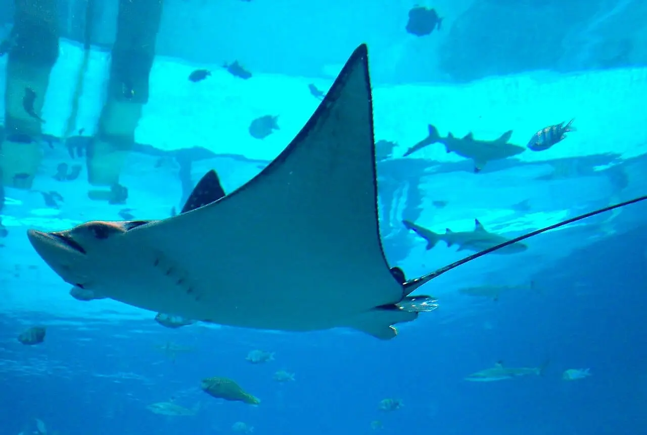 A ray in the Ambassador Lagoon