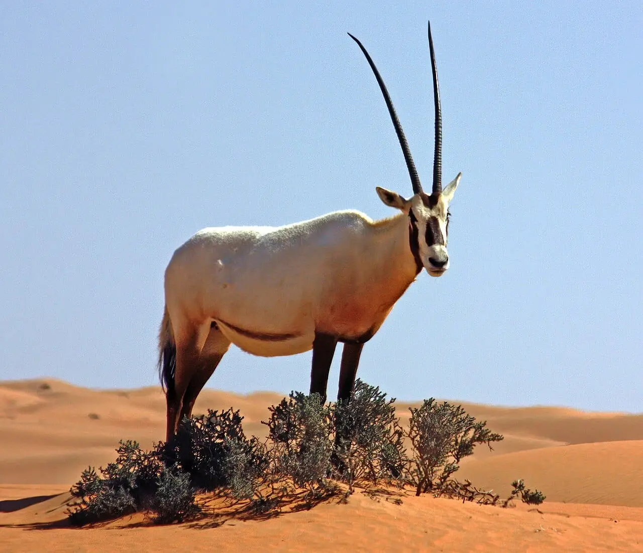 An Arabian oryx in the desert