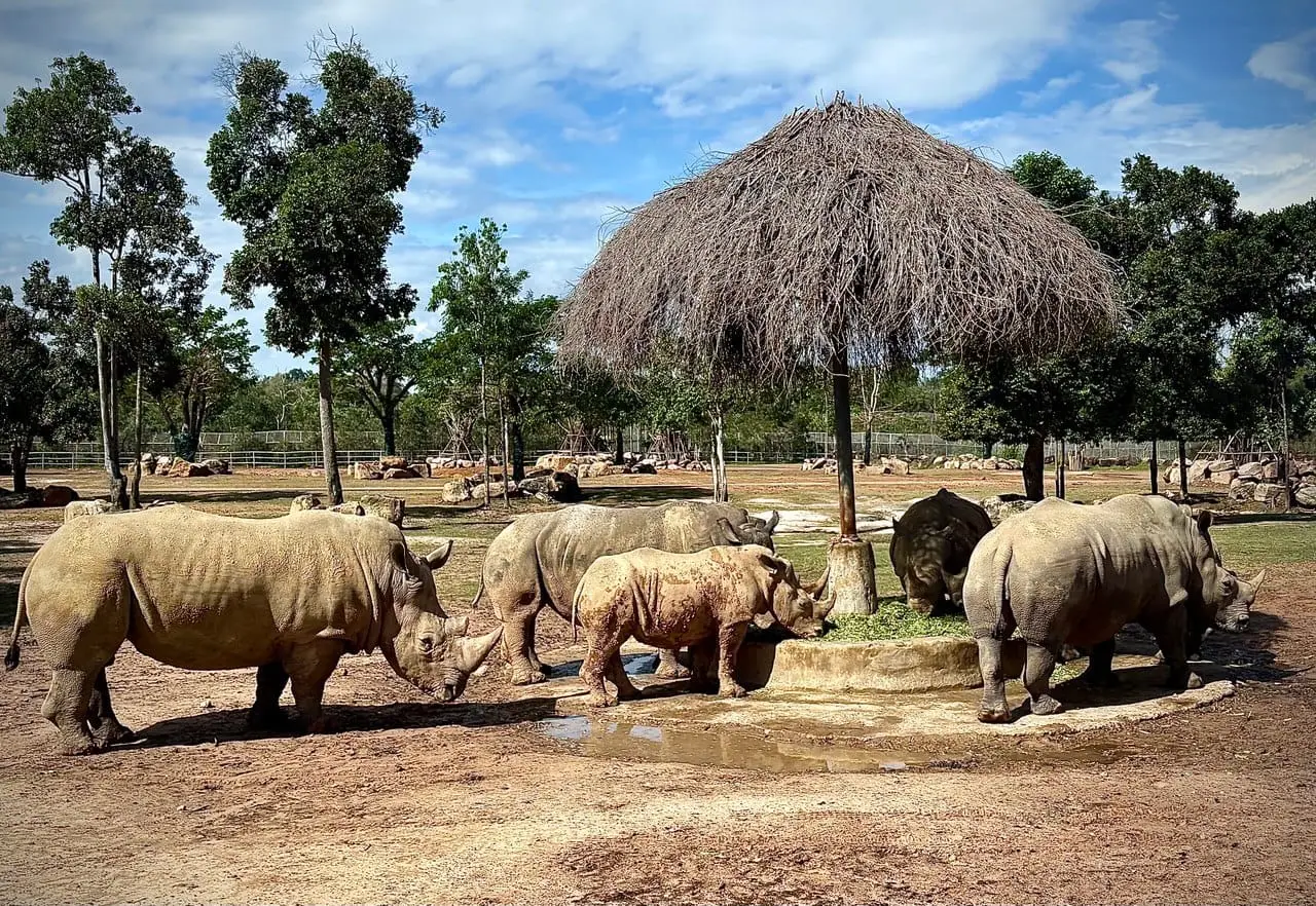 A herd of white rhinos at Vinpearl Safari