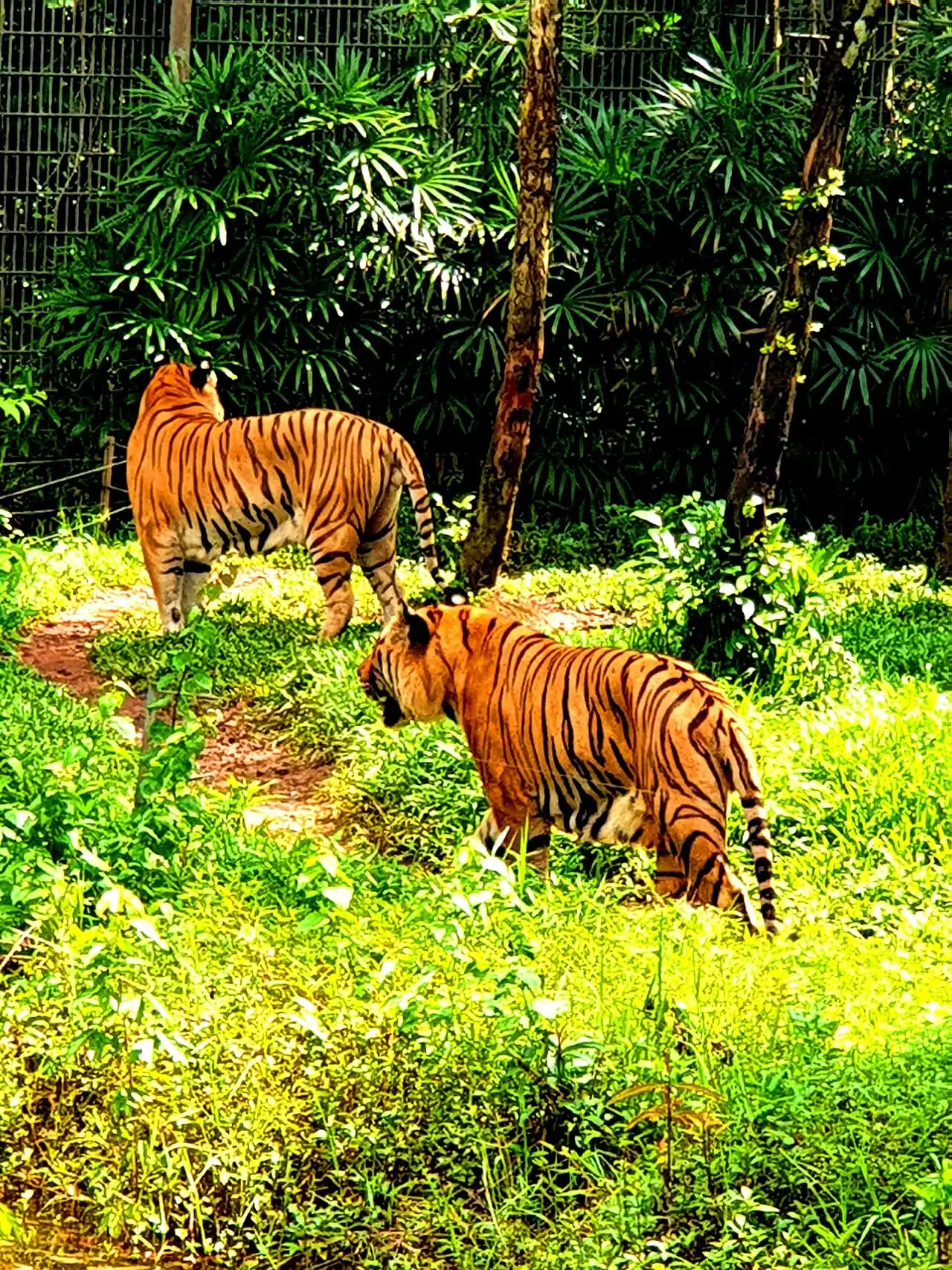 Two tigers in their enclosure at Vinpearl Safari