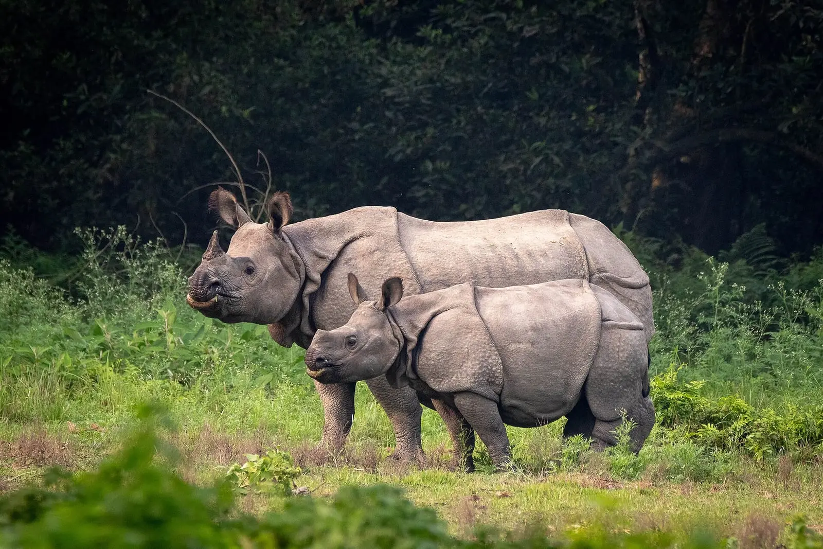 A one-horned rhino with its calf in the grass at Chitwan