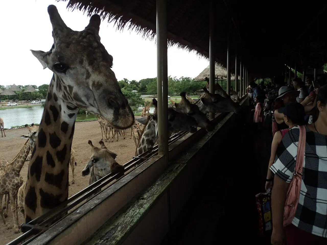 Giraffes at Safari World, Bangkok