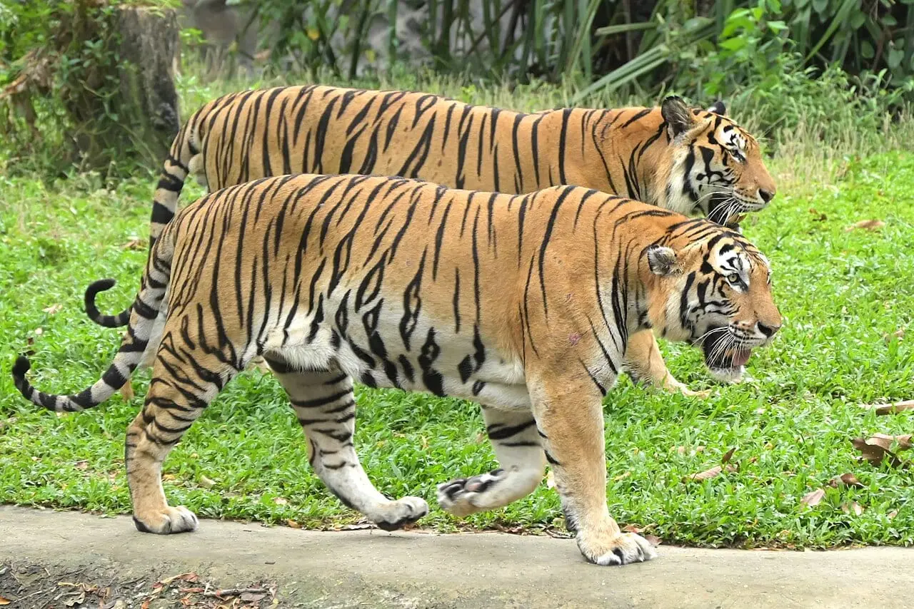 Tigers walking on the grass at a wildlife park in Thailand