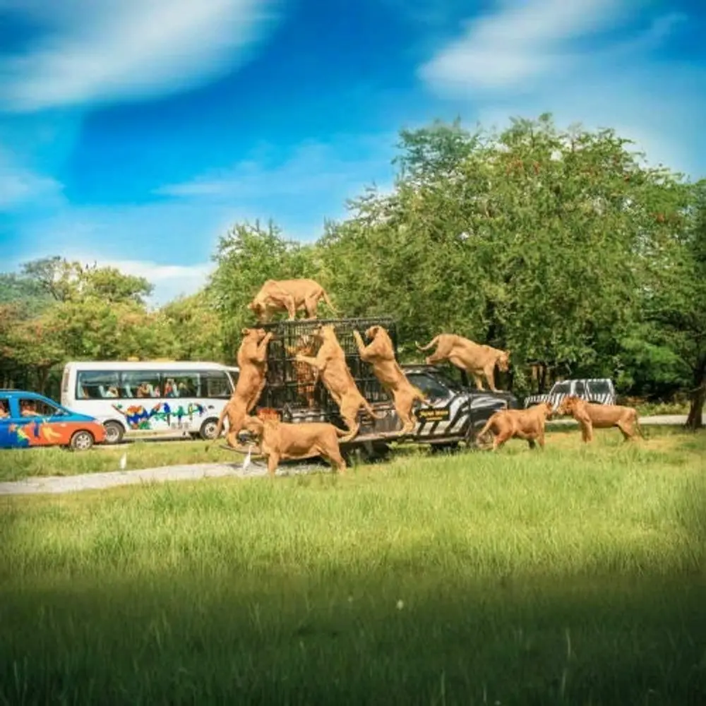 Animals in the open grounds of a safari park