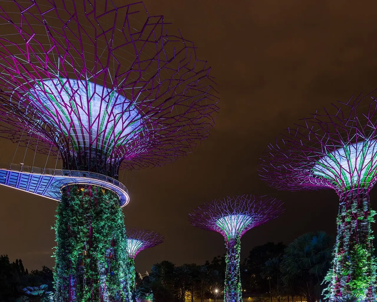 The Supertrees lit up at night at Gardens by the Bay