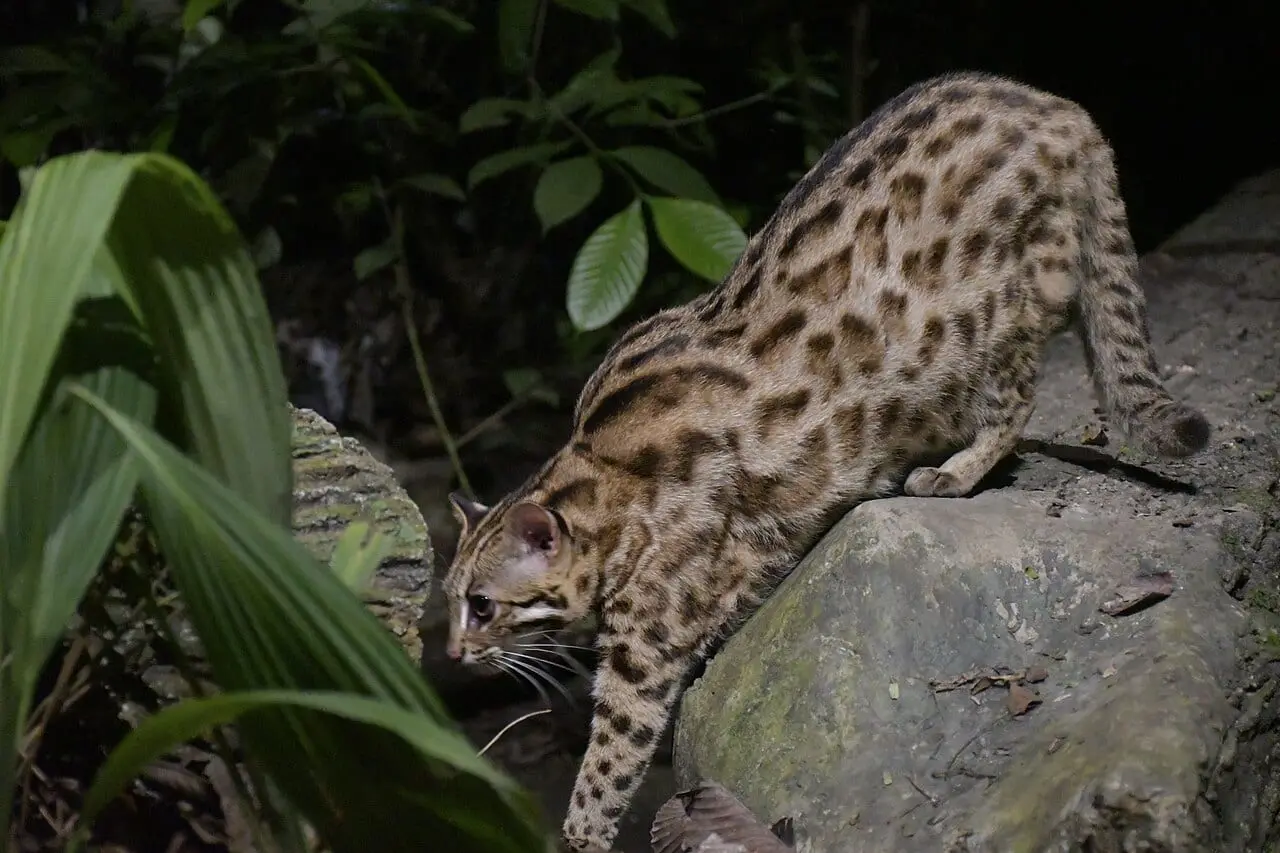 A fishing cat at Singapore's Night Safari