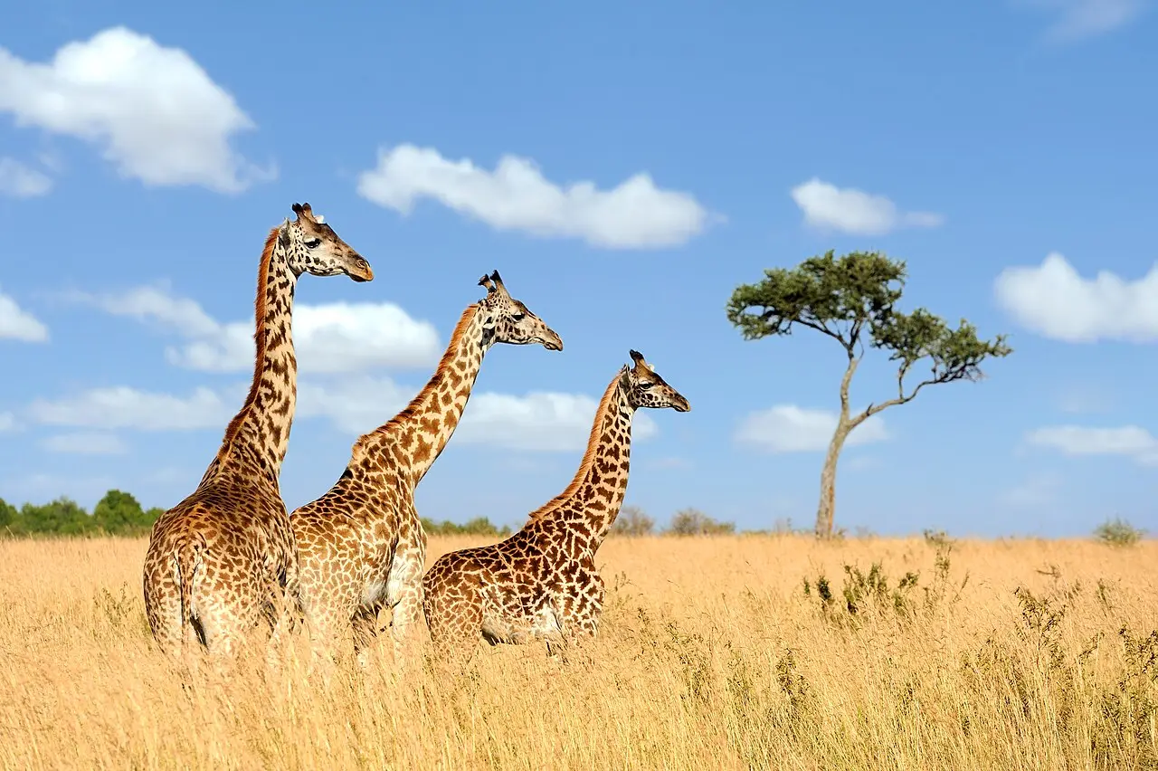 Three giraffes on the savanna